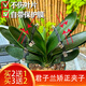 1君子蘭蝴蝶蘭矯正夾固定定型君子蘭葉片矯正線(xiàn)葉子矯正器定型夾 【買(mǎi)20個(gè)送10個(gè)】共3組30個(gè)