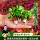 云峰海瑞定植水草 真活體水草植物 魚缸水族箱造景小魚箱裝飾造景 水羅蘭定植水草3份