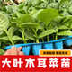 大圓葉木耳菜苗帶土發(fā)貨四季陽臺盆栽菜園多茬采收高產(chǎn)脆嫩新鮮 木耳菜苗【苗廠直發(fā)壞苗包賠】 木耳菜苗4棵【關(guān)注店鋪+2顆】