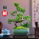 小葉榆樹盆景老樁飄枝造型盆栽室內(nèi)客廳陽臺庭院綠植四季常青植物 主圖款s型榆樹+翠冰盆+底座 帶盆栽好
