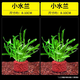 勝畫(huà)魚(yú)缸水草植物直接入缸真水草凈化竹節草蜈蚣草懶人養魚(yú)水草造景 小水蘭2顆【免底砂/免種植】