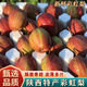 桃西村陜西彩虹梨 網(wǎng)紅七彩紅啤梨梨子香梨早酥蜜梨彩紅梨現(xiàn)摘新鮮水果 9斤精選小果【30-32個】