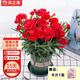 沭之美康乃馨盆栽室內觀(guān)花植物桌面綠植 康乃馨紅色+0.5加侖盆 源頭直發(fā)