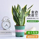 沭之美虎皮蘭盆栽室內(nèi)花卉綠植盆栽 虎皮蘭40-50CM+0.5加侖盆 源頭直發(fā)