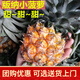 小菠蘿云南西雙版納迷你泰國香水無眼鳳梨當(dāng)季現(xiàn)摘新鮮水果5斤 8斤 當(dāng)天采當(dāng)天發(fā)