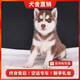 旺狗財(cái)貓哈士奇幼犬活體純種寵物狗狗活體哈士奇 寵物級(jí) 紅色 公