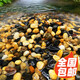 派樂特魚缸底砂 大顆粒雨花石 小型五彩石魚缸造景鵝卵石 溪流石 白石子 造景石子 5-8mm 小型 溪流石2.5kg