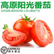 諸氏橙品【順豐】西紅柿 大涼山陽光番茄 自然熟沙瓣新鮮時(shí)令孕婦水果整箱 【陽光番茄】 6斤 惠享，約15-25顆