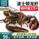 老蟹將波士頓龍蝦冷凍加拿大進(jìn)口波龍生鮮海鮮端午送禮 生凍波龍 生凍波龍(4.6-5斤/只)送石斑魚(yú)