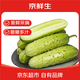 京鮮生 山東童年旱黃瓜 凈重5斤 單果100g+ 水果小青瓜 輕食 源頭直發(fā)