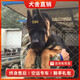 旺狗財(cái)貓德牧德國(guó)牧羊犬幼犬活體大型犬純種德牧德國(guó)牧羊犬德國(guó)黑背 寵物級(jí) 錘系 公