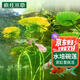 瘋狂水草碗蓮種子睡蓮水培植物綠植室內(nèi)四季魚(yú)缸造景水草種子植物直接入缸