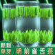 御茗恩2025新茶茶葉綠茶特級(jí)雀舌茶 單芽明前頭采翠芽春茶清香型 頭采雀舌250g 罐裝