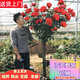 嫁接樹樁月季花樹苗棒棒糖型國(guó)月帶花苞樹狀花卉月季樹苗特大花 中國(guó)紅（花量大 重復(fù)開） 2公分粗度【花期帶花發(fā)貨】