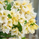 虹越（HONGYUE）三角梅盆栽苗花苗 盆景爬藤造景觀(guān)賞彩色花卉植物 蘇瓦娜 170#（帶盆栽好）