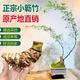 小葉簕竹室內勒竹盆栽竹子盆景綠植四季長(cháng)青好養名貴竹子老樁竹根 6-8公分左右福利細樁 包成活不含盆