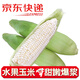 褚蘋(píng)果【高甜】水果玉米 爆漿牛奶珍珠玉米 帶葉玉米 輕食生鮮 時(shí)令蔬菜 【水果玉米  4斤家庭裝】約5-8根