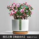 綠蔭巷子多肉植物組合套餐肉肉室內(nèi)植物辦公室電腦桌面盆栽好養(yǎng)活小盆栽 【雅樂之舞】帶花錦 含瓷盆+托