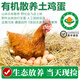 【有機土雞蛋】新鮮散養鮮蛋類(lèi)生鮮無(wú)抗生素激素蛋品烏雞麻雞食品 15枚裝（嘗鮮裝）