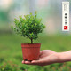 開時果 各類小盆栽綠植素材苗 小葉赤楠造景微景觀植物盆景源頭直發(fā)包郵 小葉赤楠（小盆）