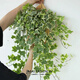 常春藤盆栽室內綠植吊蘭垂吊植物陽(yáng)臺多季常青好養長(cháng)青爬藤 掛籃L號+200#金邊常春藤長(cháng)35-50cm