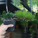 正宗短針黑松微型盆景造型四季常青客廳陽(yáng)臺(tái)綠植花卉盆栽懸崖盆景 已造型1棵3-4個(gè)頭