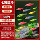 寵小俠小型熱帶魚斑馬魚燈科魚魚苗活體觀賞魚淡水好養(yǎng)耐活寶蓮燈孔雀魚 七彩斑馬10條（至少5色）