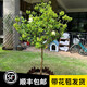 嫻雅中華木繡球樹(shù)苗大花斗球風(fēng)景大樹(shù)別墅庭院地栽木本老樁盆栽耐寒樹(shù) 中華木繡球地徑1CM獨(dú)桿
