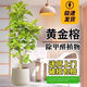 花財(cái)主大型綠植各種大型盆栽發(fā)財(cái)樹(shù)金錢(qián)樹(shù)榕樹(shù)流泉楓辦公室內(nèi)盆景好養(yǎng)活 S級(jí)黃金榕1.6-1.8m【聚寶盆】