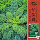 壽禾 羽衣甘藍種子苗食用綠色蔬菜種籽 濰育綠羅莎羽衣甘藍種子500粒