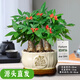 聽雪樓三桿發(fā)財樹盆栽桌面綠植擺件室內(nèi)辦公室客廳植物新房花卉 三桿發(fā)財樹+招財進寶盆【豎紋白玉】 含（吊牌+陶粒）