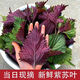 現(xiàn)摘紫蘇葉食用紫蘇牛蛙手工野生紫蘇專用調(diào)料新鮮紫蘇葉 新鮮紫蘇250g帶梗發(fā)貨