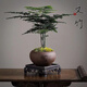 LZJV文竹盆栽桌面綠植室內(nèi)植物辦公桌辦公室盆景凈化花卉空氣茶桌擺件 舍得紫砂盆+文竹+青苔+底座