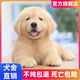 寵邁鑫純種金毛幼犬沙灘金大骨架淺色金毛活物雙血統(tǒng)高智商導(dǎo)盲犬寵物狗 血統(tǒng)級(jí) 金毛 公
