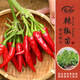 壽禾 蔬菜苗活苗帶土發(fā)貨大全菜苗種苗秋冬各種秧苗山東壽光苗子陽臺 簇生紅小米朝天椒苗 6棵