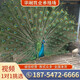 孔雀幼苗公母一對孔雀活體白孔雀花孔雀成年開(kāi)屏孔雀景區觀(guān)賞鳥(niǎo) 詳情咨詢(xún)客服