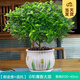 開(kāi)時(shí)果 正宗清香胡椒木盆栽老樁樹(shù)苗 室內桌面植物苗防驅蚊草小綠植盆景 【6年大苗】清香胡椒木+郁金香瓷盆
