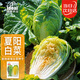 IDEAL夏陽(yáng)大白菜種子夏季抗熱耐高溫蔬菜籽早熟耐熱結(jié)球大白菜種子大全