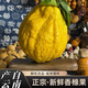 居里云南香櫞果新鮮現(xiàn)摘枸櫞子食用聞香觀賞金佛手柑貢品高山香緣 2斤裝【鮮食用】