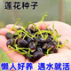 沭之美水培植物蓮花卉蓮花種子混色30粒已開口【不含盆】源頭直發(fā)