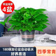 行湘綠蘿盆栽水培綠植新房除甲醛植物 180#加侖盆4盆+吸水盆 源頭直發(fā)