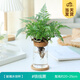 開時(shí)果 水培植物辦公室內(nèi)桌面盆栽 水養(yǎng)綠蘿水生花植物綠植源頭直發(fā)包郵 鐵線蕨（含玻璃瓶+竹托） （加贈(zèng) 營(yíng)養(yǎng)液）