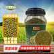 晉之坊東北大顆粒綠豆2.2斤罐裝新鮮農家綠豆可發(fā)芽皮薄顆粒飽滿(mǎn)綠豆粥