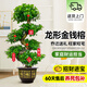 愛(ài)優(yōu)尚金錢(qián)榕招財搖錢(qián)樹(shù)盆栽辦公室客廳室內大綠植盆景喬遷開(kāi)業(yè)源頭直發(fā)