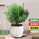 京云夢迷迭香盆栽香草室外驅(qū)蚊蟲好觀葉植物迷迭香植物條紋盆源頭直發(fā)