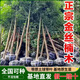 正宗小葉金絲楠木樹(shù)苗大樹(shù)盆栽名貴樹(shù)種庭院綠化四季常青帶土發(fā)貨 地徑3公分粗1棵