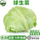 新鮮球生菜500g 漢堡煎餅用圓生菜西生菜新鮮沙拉蔬菜食材 500g