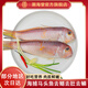 潮海堂馬頭魚三去深海冷凍海鮮水產(chǎn)新鮮馬面魚方頭魚斧頭魚海鮮水產(chǎn)節(jié)日 三去馬頭魚 3袋1500克（三去前）9-12條