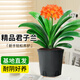 京云夢君子蘭盆栽花卉好養(yǎng)活吸甲醛綠植四季多肉12-14葉片+原土源頭直發(fā)