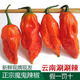 云南德宏特產(chǎn)新鮮印度魔鬼辣椒特辣 涮涮辣椒 變態(tài)辣現(xiàn)摘新鮮包郵 100g
